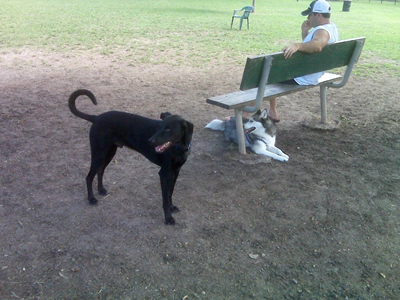 Kema - Dog Part Sept 12 2008 03.jpg